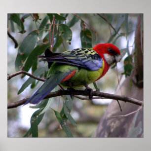 Eastern Rosella Poster