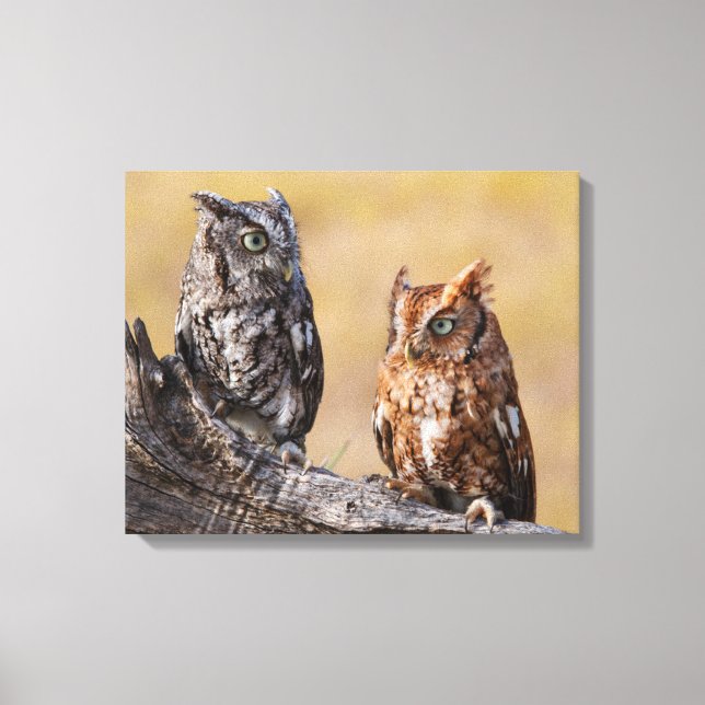 Eastern Screech Ow Roosting in Tree Canvas Print (Front)