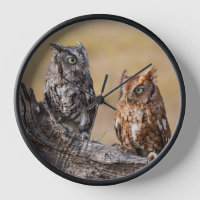 Eastern Screech Ow Roosting in Tree