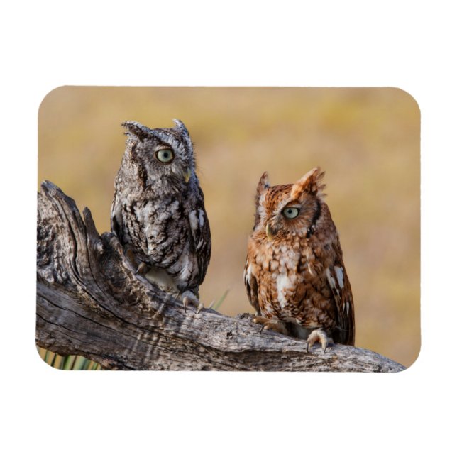 Eastern Screech Ow Roosting in Tree Magnet (Horizontal)