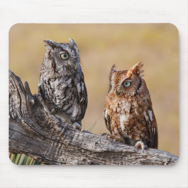 Eastern Screech Ow Roosting in Tree Mouse Mat (Front)