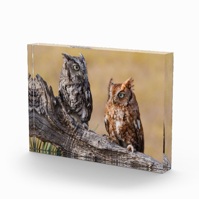 Eastern Screech Ow Roosting in Tree Photo Block (Right)