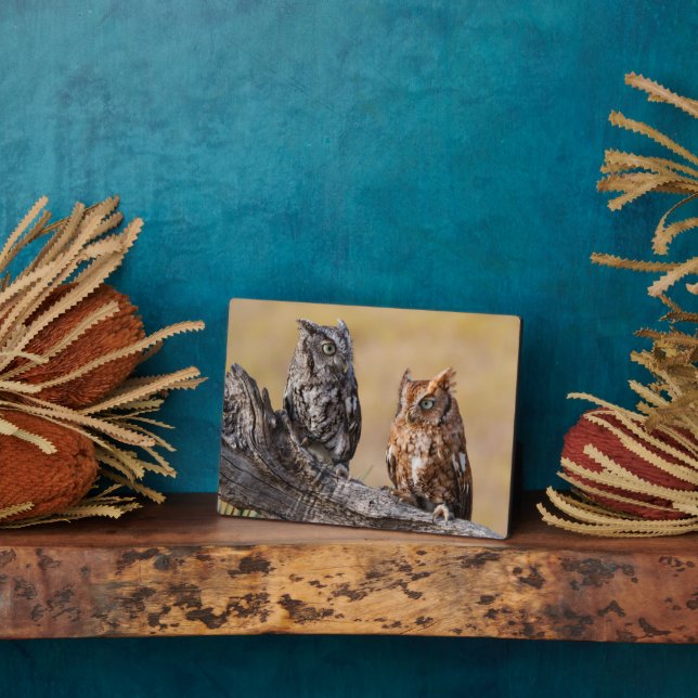 Eastern Screech Ow Roosting in Tree Plaque (Side)