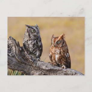 Eastern Screech Ow Roosting in Tree Postcard