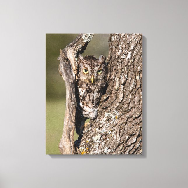 Eastern Screech Owl Canvas Print (Front)