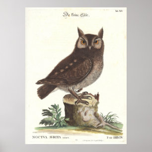 Eastern Screech Owl Catesby Seligman Reproduction Poster