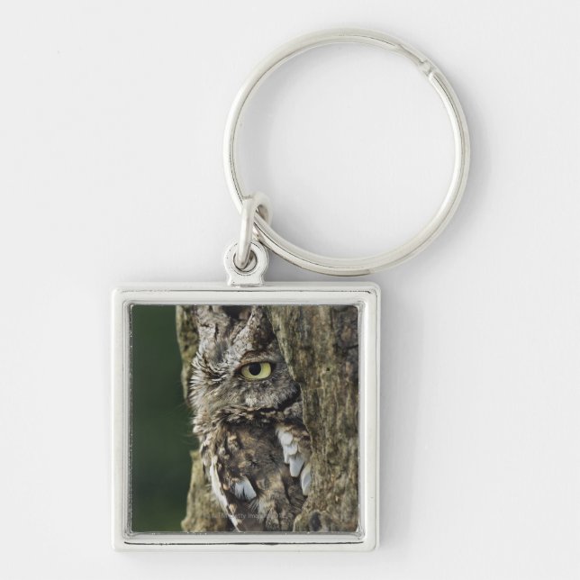Eastern Screech Owl (Grey Phase) Otus asio Key Ring (Front)