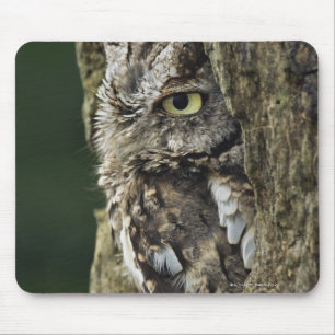 Eastern Screech Owl (Grey Phase) Otus asio Mouse Mat