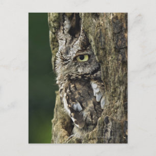Eastern Screech Owl (Grey Phase) Otus asio Postcard