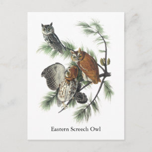 Eastern Screech Owl, John Audubon Postcard