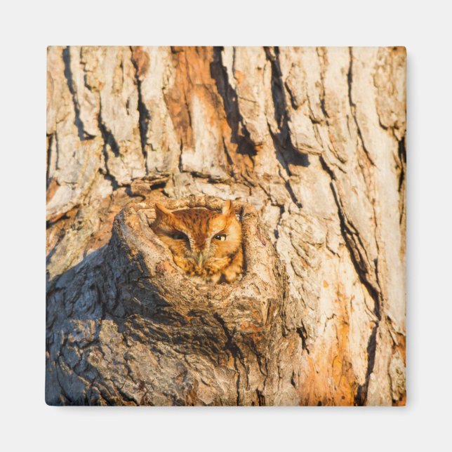 Eastern Screech-Owl Magnet (Front)