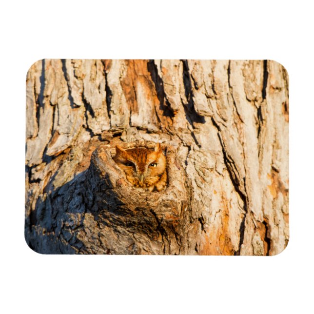 Eastern Screech-Owl Magnet (Horizontal)