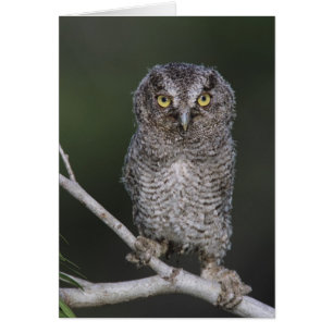 Eastern Screech-Owl, Megascops asio, Otus 2