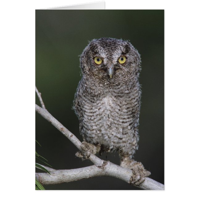 Eastern Screech-Owl, Megascops asio, Otus 2 (Front)