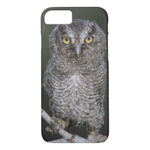 Eastern Screech-Owl, Megascops asio, Otus 2 iPhone 8/7 Case