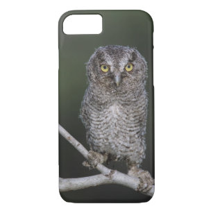 Eastern Screech-Owl, Megascops asio, Otus 2 Case-Mate iPhone Case