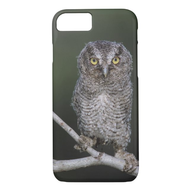 Eastern Screech-Owl, Megascops asio, Otus 2 Case-Mate iPhone Case (Back)