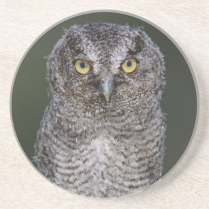 Eastern Screech-Owl, Megascops asio, Otus 2 Coaster