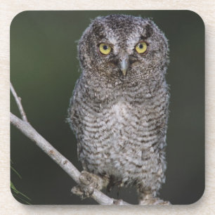 Eastern Screech-Owl, Megascops asio, Otus 2 Coaster