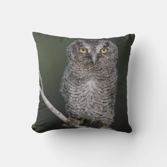 Eastern Screech-Owl, Megascops asio, Otus 2 Cushion (Front)