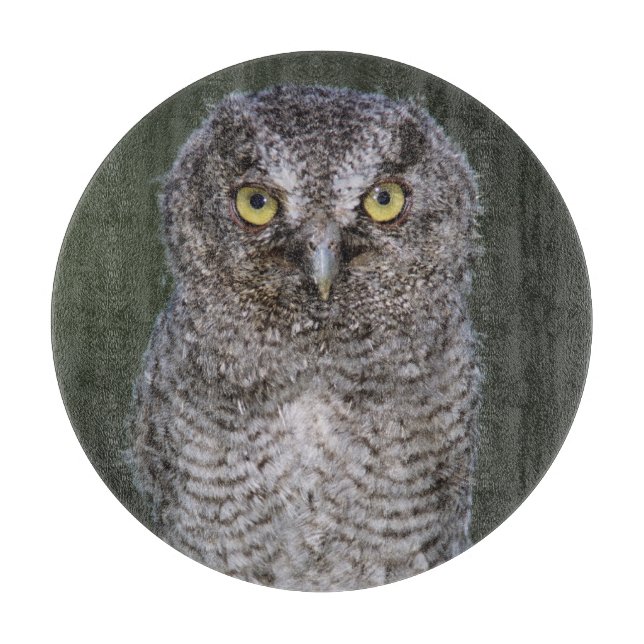 Eastern Screech-Owl, Megascops asio, Otus 2 Cutting Board (Front)