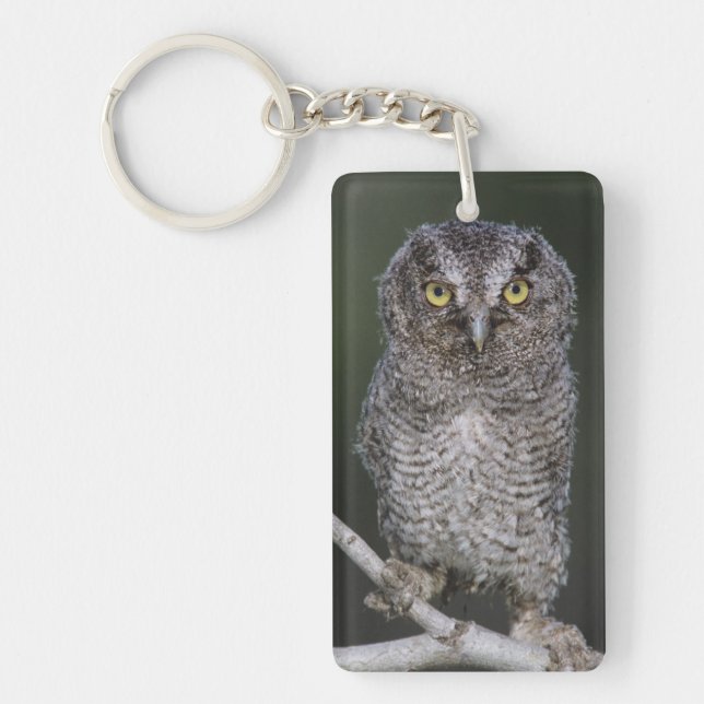 Eastern Screech-Owl, Megascops asio, Otus 2 Key Ring (Front)