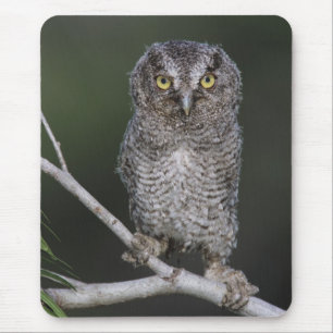 Eastern Screech-Owl, Megascops asio, Otus 2 Mouse Mat