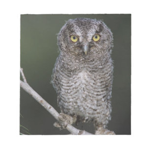 Eastern Screech-Owl, Megascops asio, Otus 2 Notepad