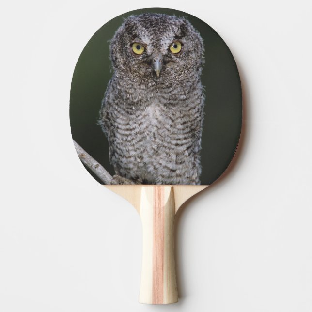 Eastern Screech-Owl, Megascops asio, Otus 2 Ping Pong Paddle (Front)