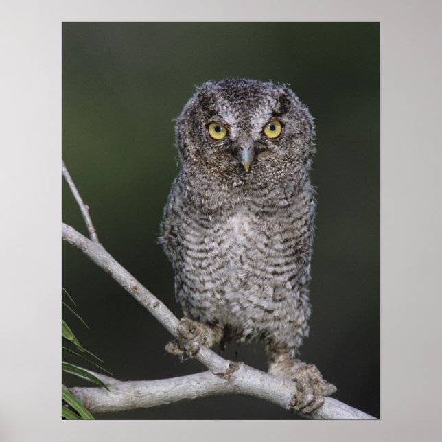 Eastern Screech-Owl, Megascops asio, Otus 2 Poster (Front)