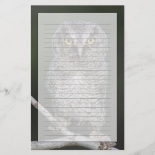 Eastern Screech-Owl, Megascops asio, Otus 2 Stationery