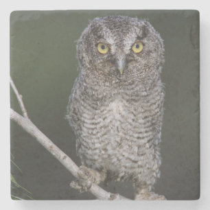 Eastern Screech-Owl, Megascops asio, Otus 2 Stone Coaster