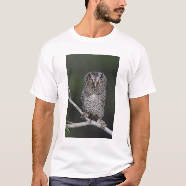 Eastern Screech-Owl, Megascops asio, Otus 2 T-Shirt (Front)