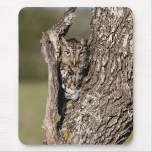 Eastern Screech Owl Mouse Mat