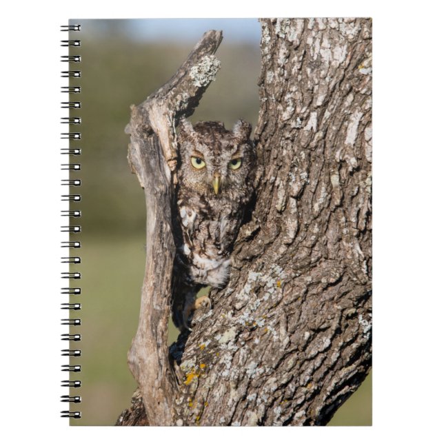 Eastern Screech Owl Notebook (Front)
