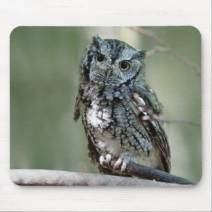 Eastern Screech Owl, Owl, Sitting Mouse Mat