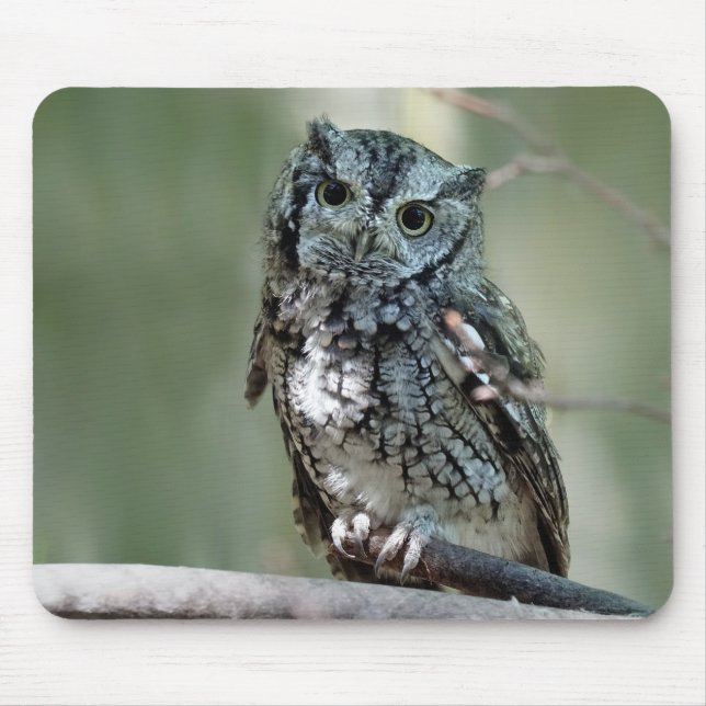 Eastern Screech Owl, Owl, Sitting Mouse Mat (Front)
