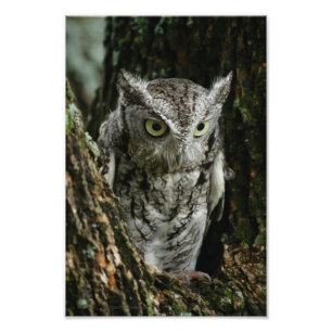 Eastern Screech Owl Photo Enlargement Print