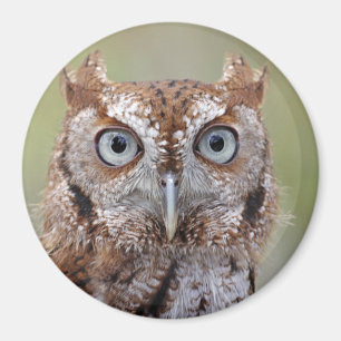 Eastern Screech Owl Photograph Magnet