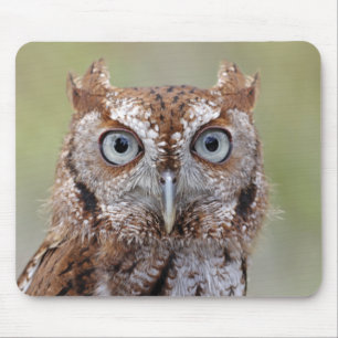 Eastern Screech Owl Photograph Mouse Mat