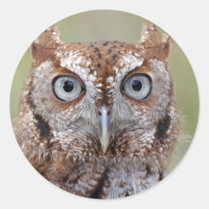 Eastern Screech Owl Photograph Stickers