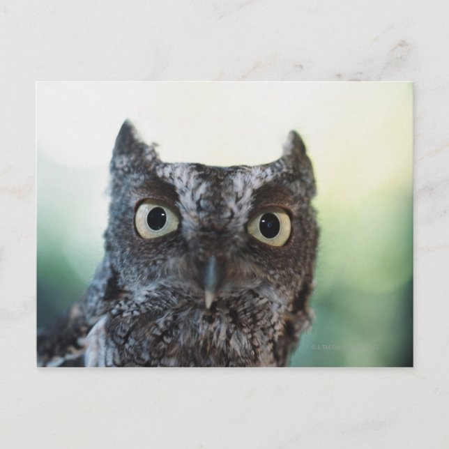 Eastern Screech Owl Portrait Showing Large Eyes Postcard (Front)