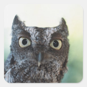 Eastern Screech Owl Portrait Showing Large Eyes Square Sticker