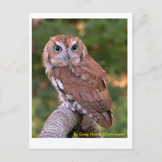 Eastern Screech Owl Postcard