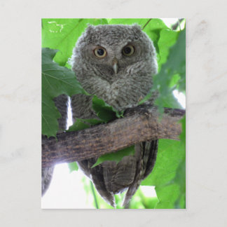 Eastern Screech Owl Postcard