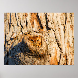 Eastern Screech-Owl Poster