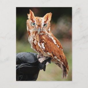 Eastern Screech Owl (Red-phase) Otus asio postcard