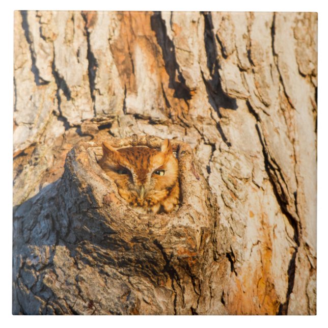 Eastern Screech-Owl Tile (Front)