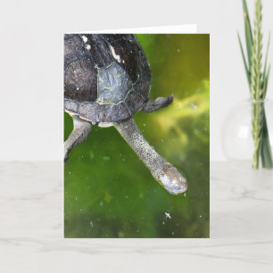 Eastern Snake-Necked Turtle Holiday Card