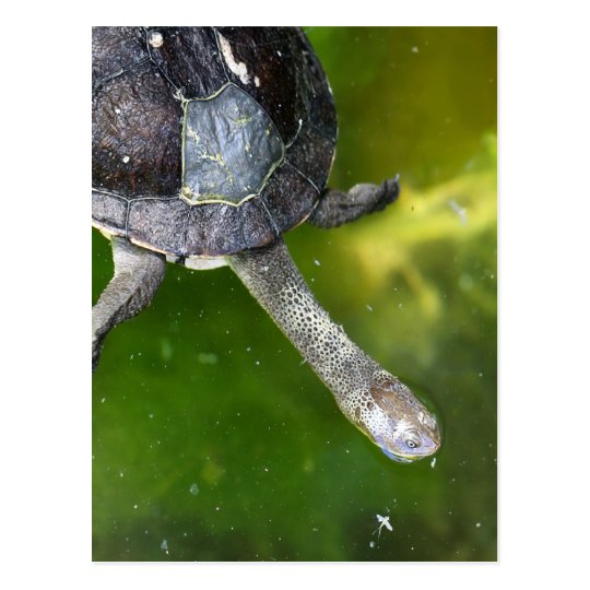 Eastern Snake-Necked Turtle Postcard